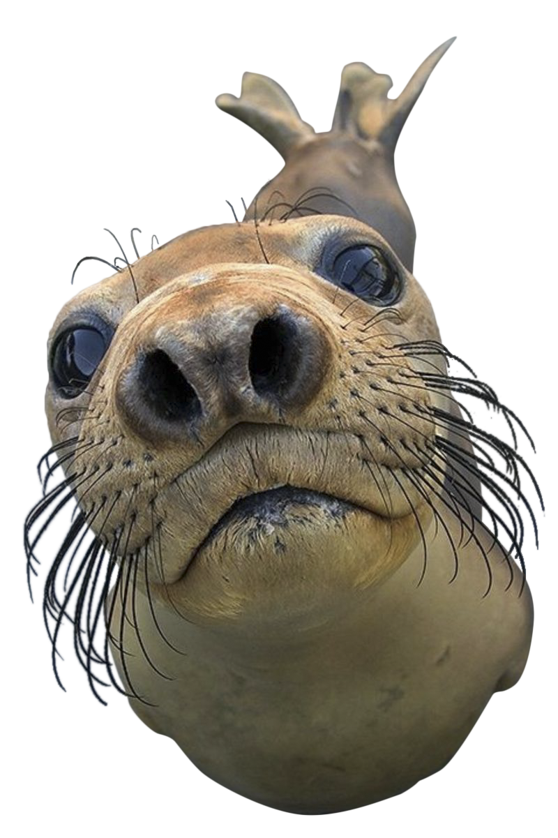 Seal Animal PNG - 167863