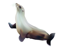 Seal Animal PNG - 167858