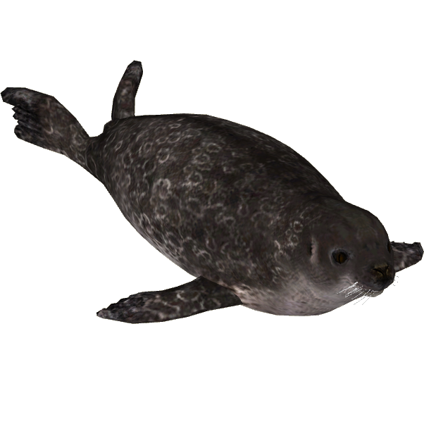 Seal Animal PNG - 167866