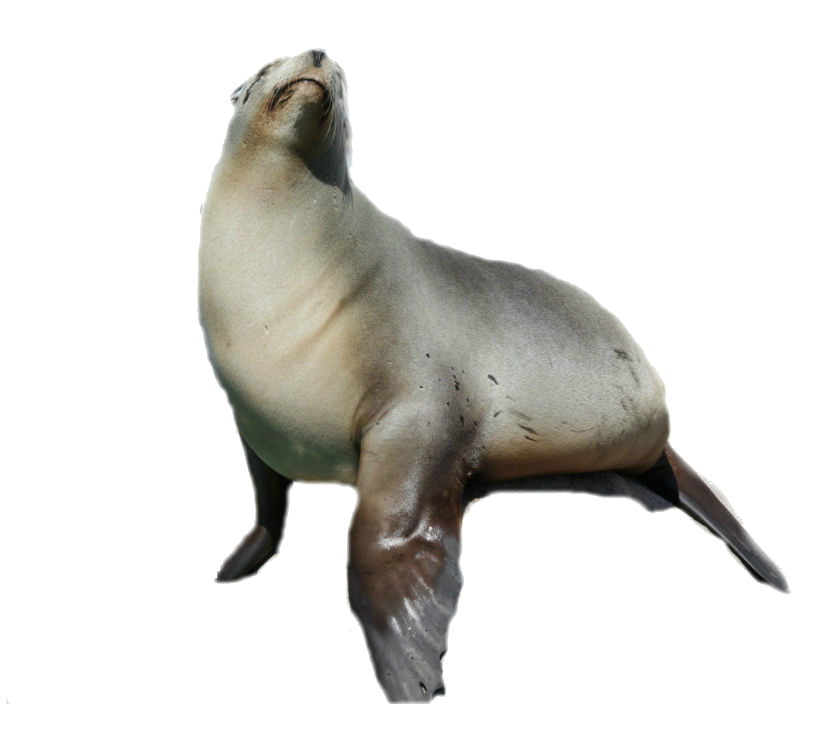 Seal Animal PNG - 167873