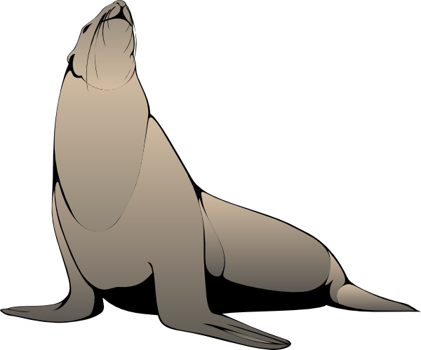 Seal Animal PNG - 167865