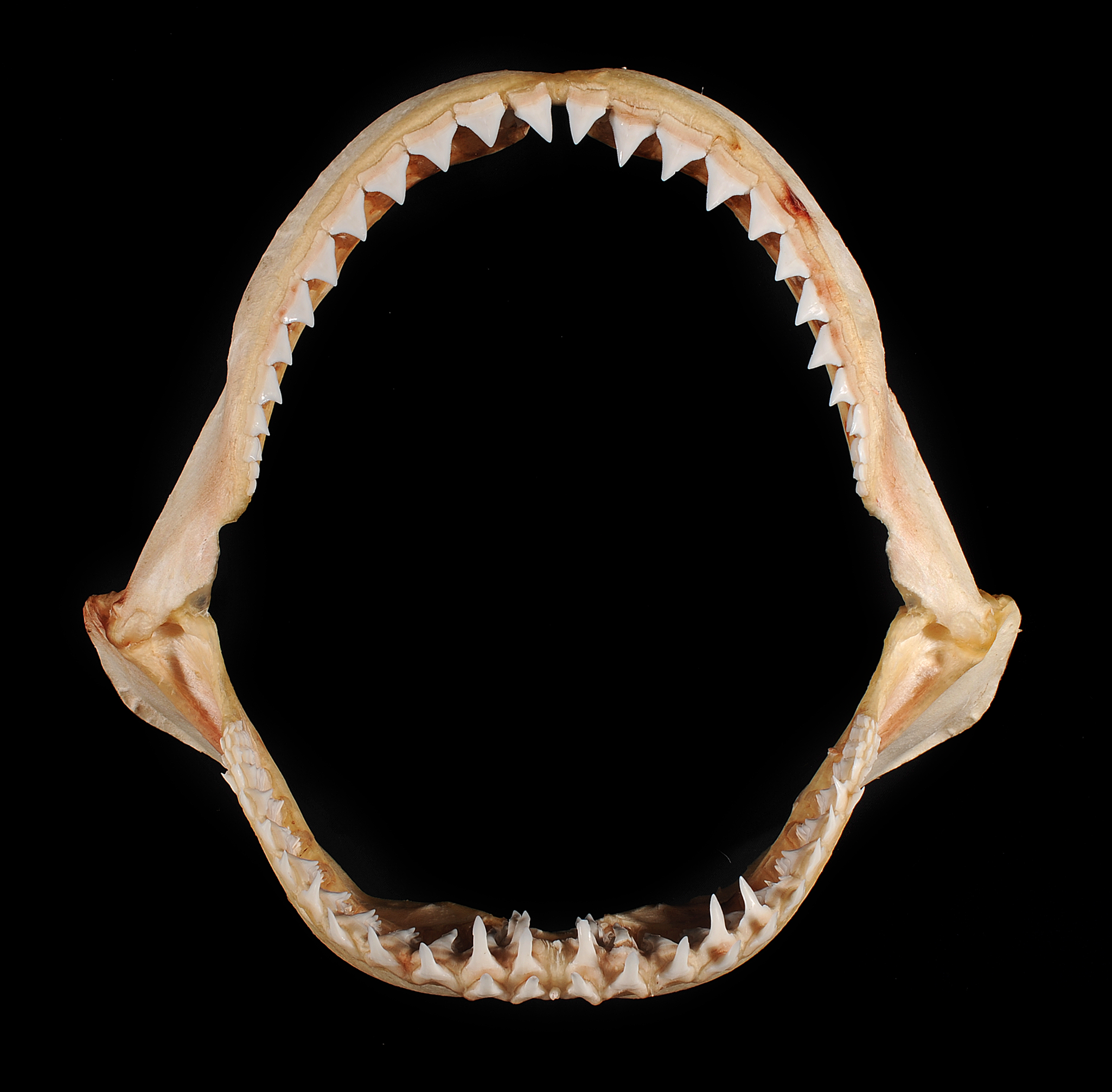 Shark Jaws PNG - 49133