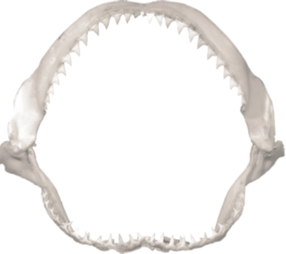 Shark Jaws PNG - 49142