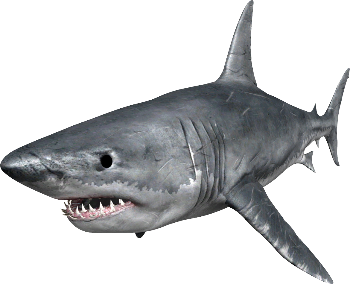 Shark PNG - 8638