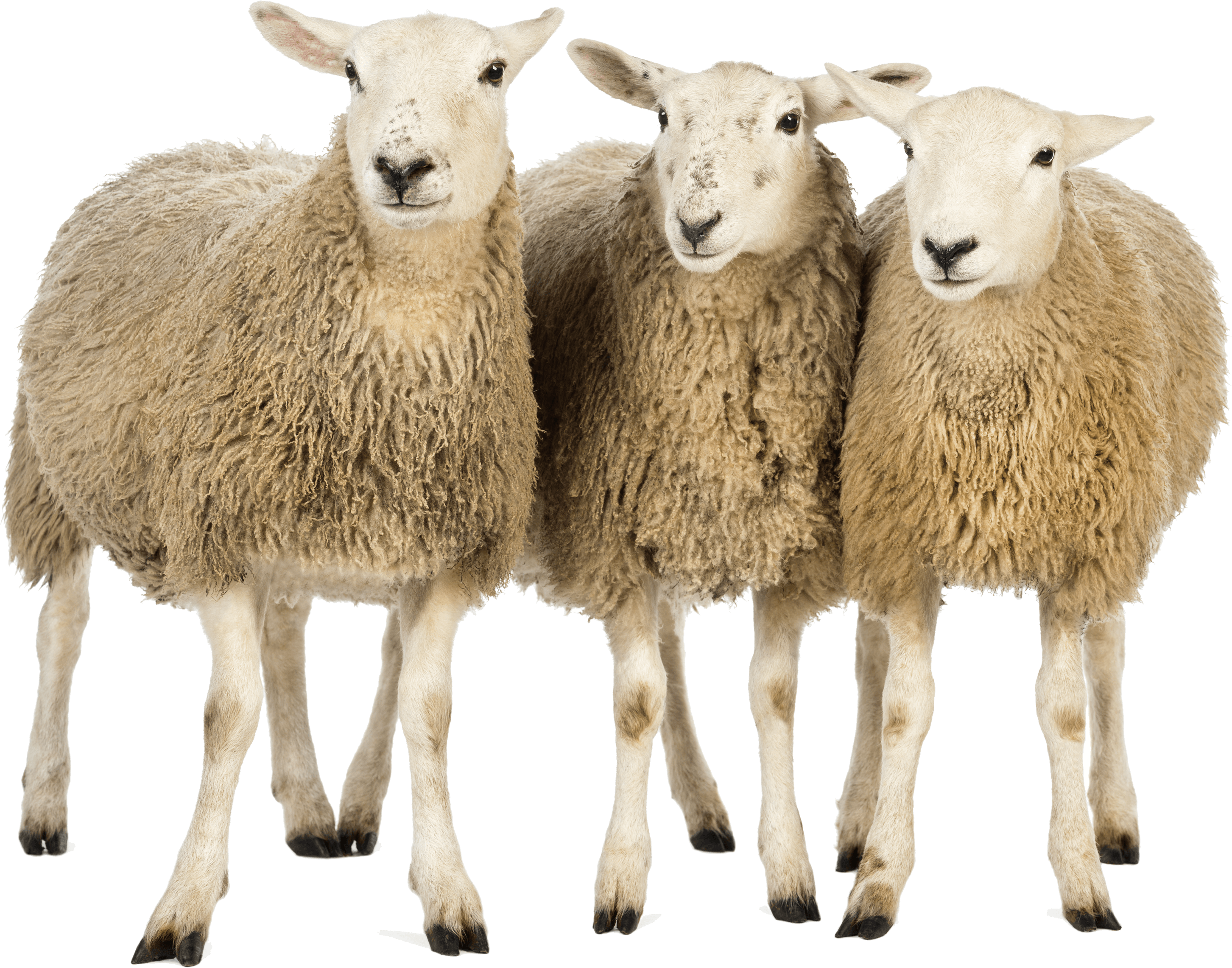 Sheep HD PNG - 91057