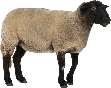 Sheep HD PNG - 91065