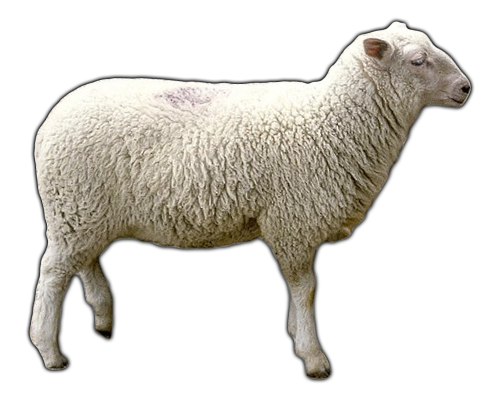 Sheep HD PNG - 91063