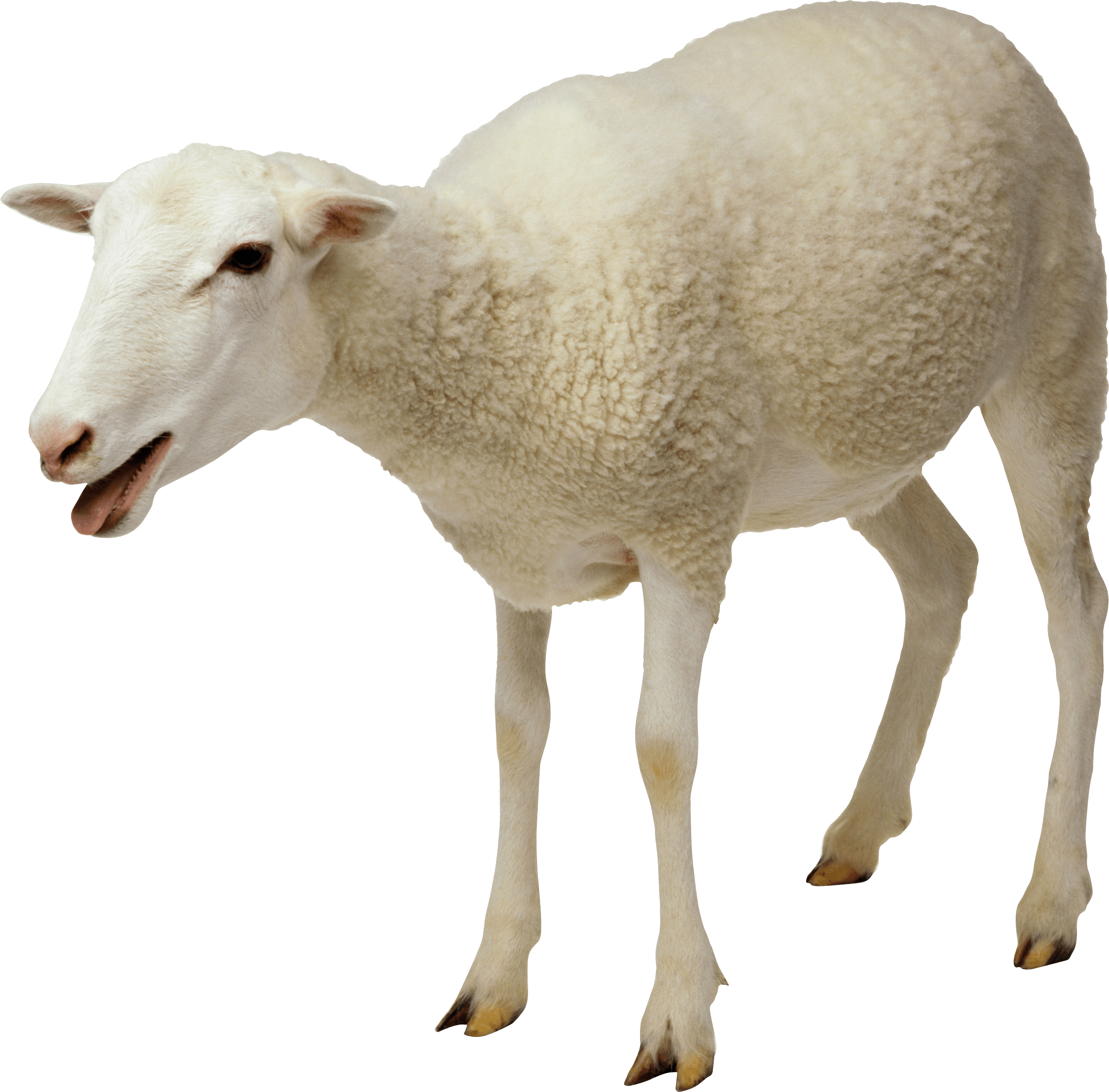 Sheep PNG - 6522