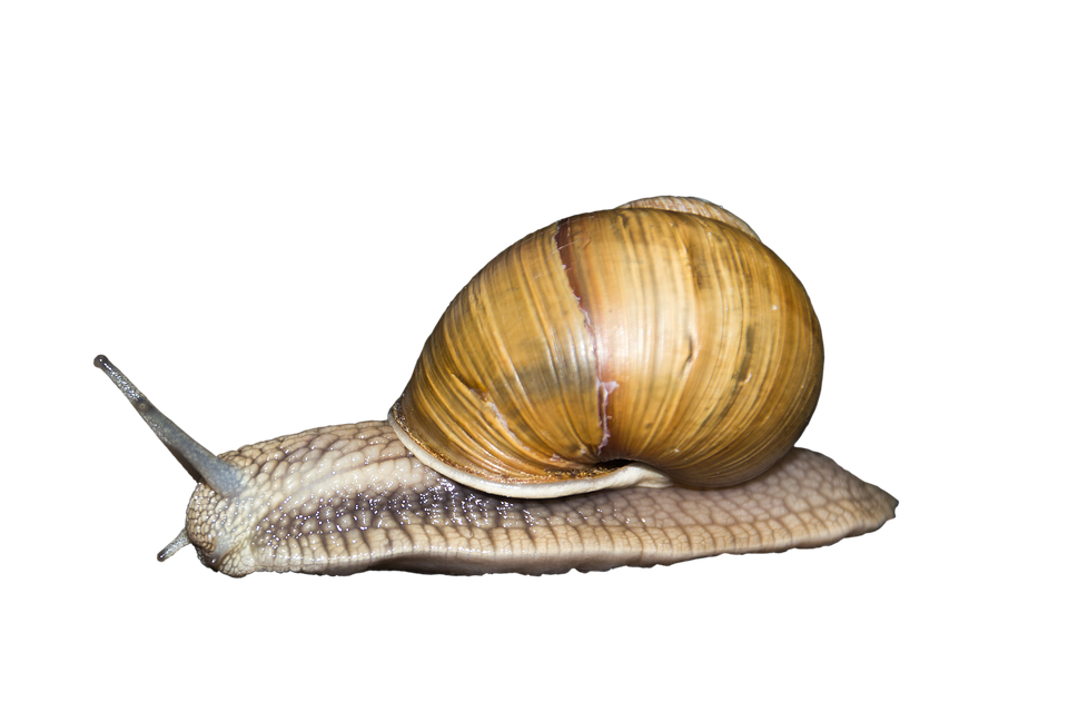 Shell HD PNG - 119367