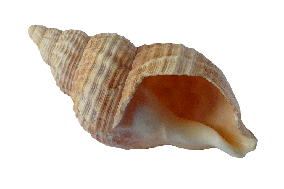 Shell HD PNG - 119358