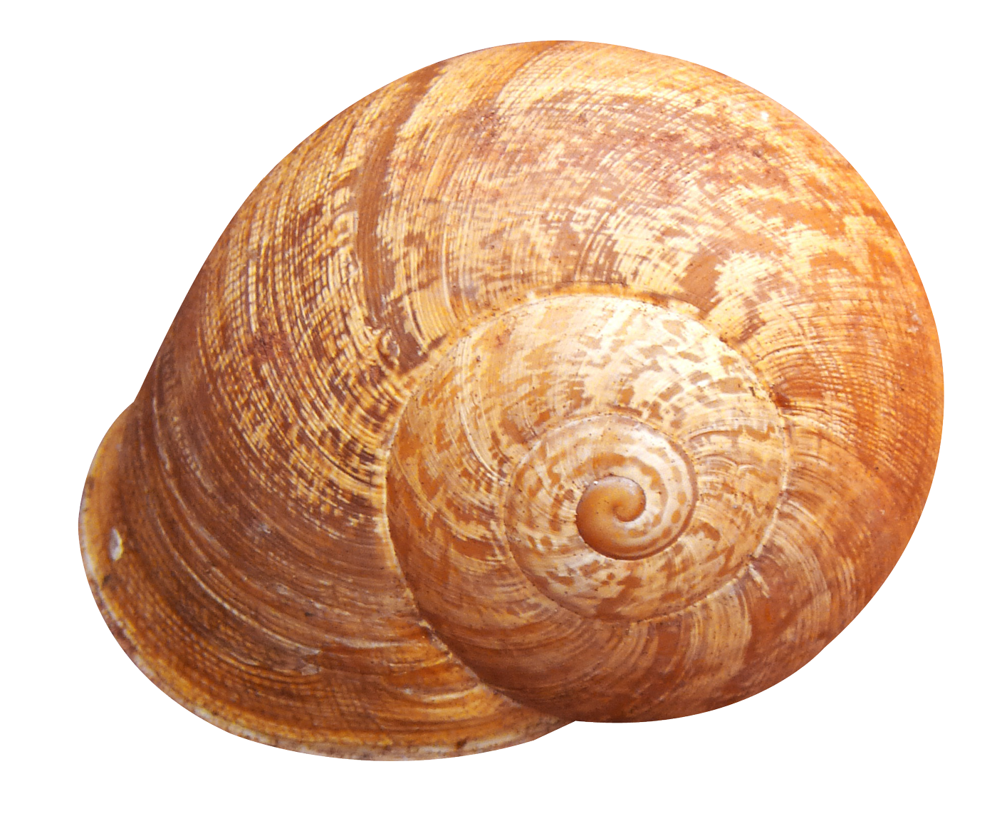 Shell HD PNG - 119359