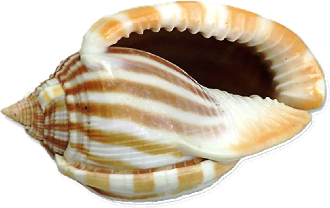 Shell HD PNG - 119369