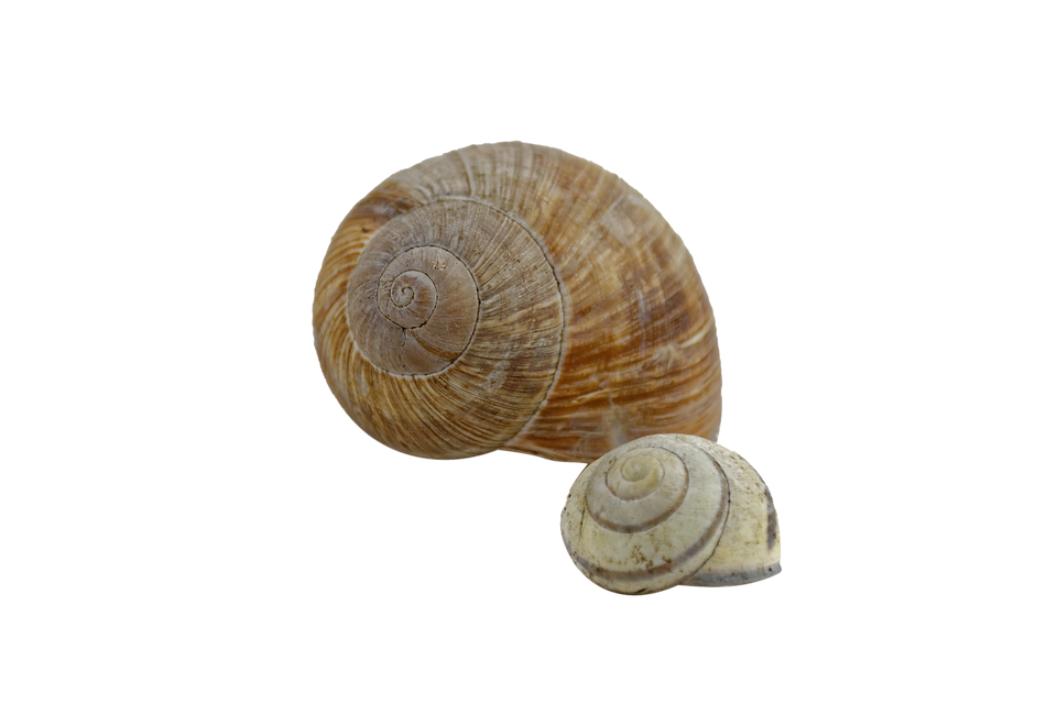 Shell HD PNG - 119363