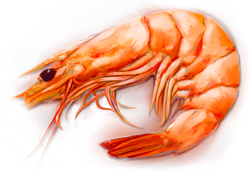 Dried shrimp Free PNG