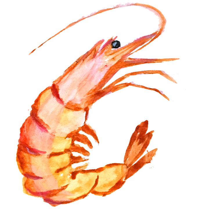 Shrimp HD PNG - 93382
