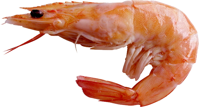 pin Shrimp clipart transparen