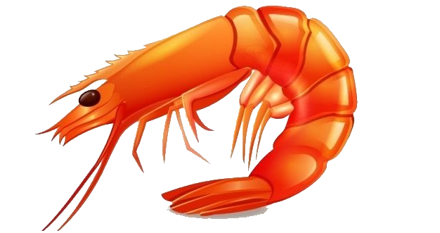 Shrimp HD PNG - 93374