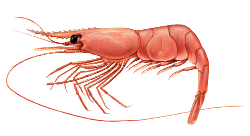Shrimp/prawn