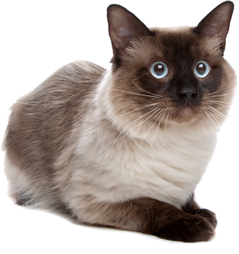 Siamese PNG Transparent Siamese.PNG Images. | PlusPNG