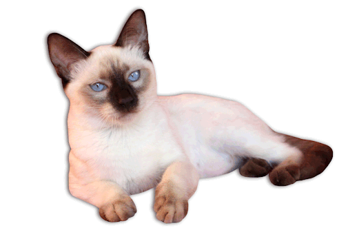 Siamese Cat Legends: Home for