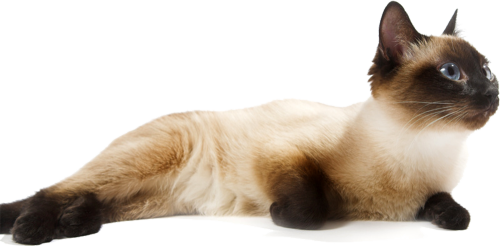 Siamese PNG Transparent Siamese.PNG Images. | PlusPNG