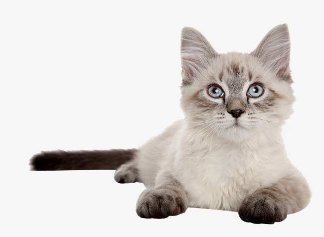 Image of a Siamese cat