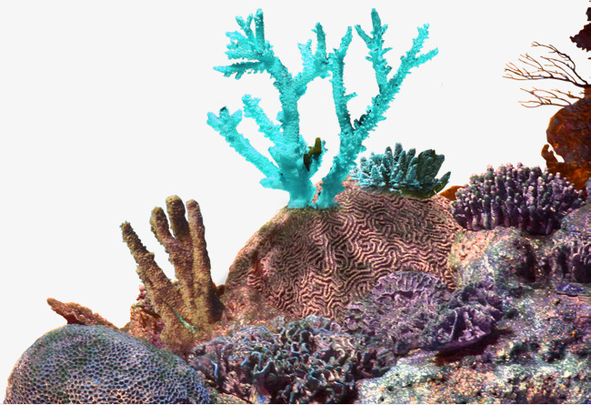 Simple Coral Reef PNG - 164663