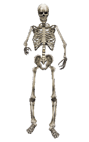 Skeleton HD PNG - 91938