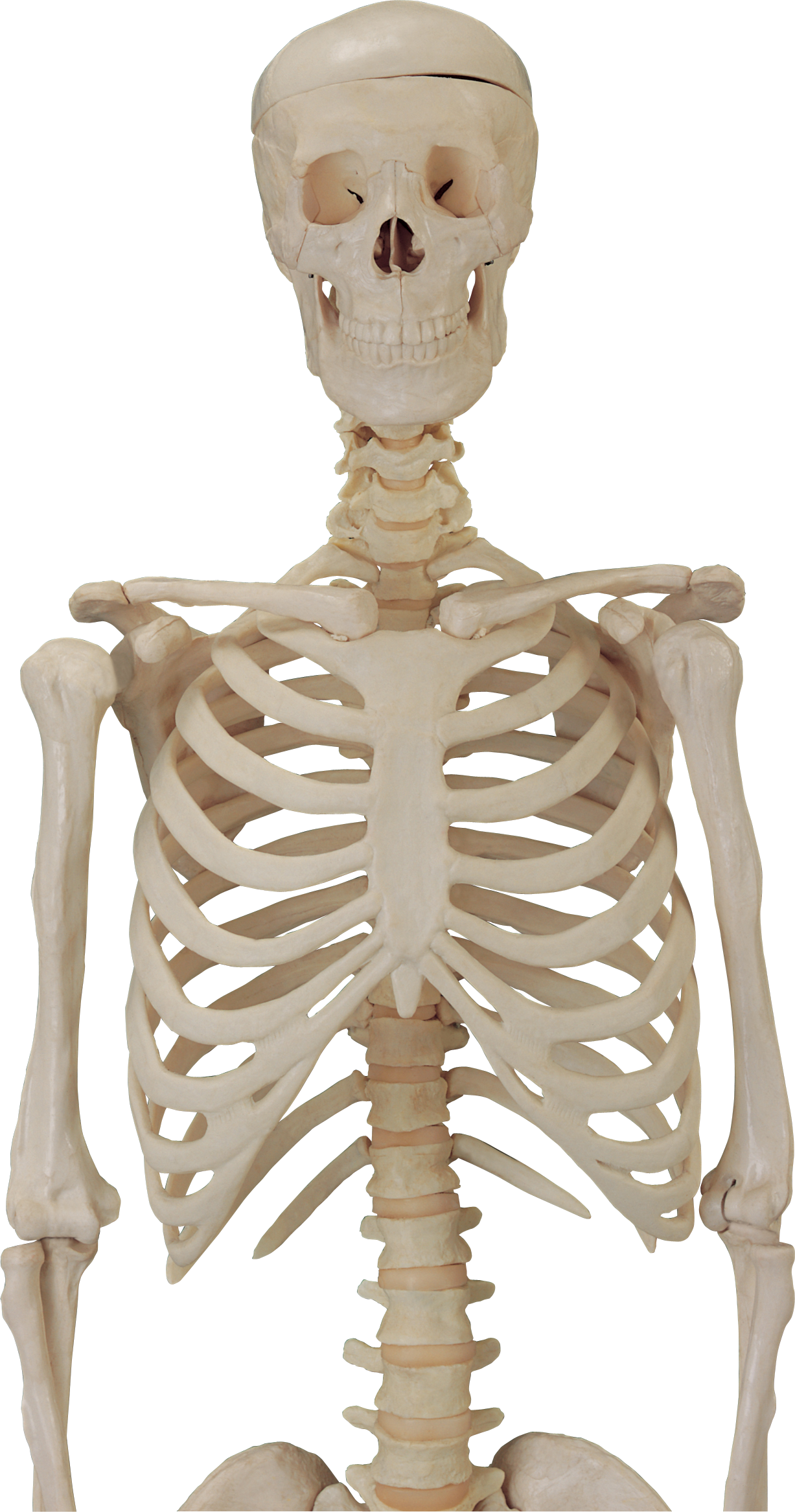 Skeleton HD PNG