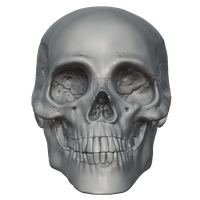 Skeleton Head PNG - 2000