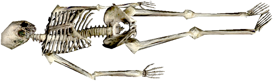 Skeleton PNG - 16868
