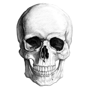 Skeleton Head PNG - 2003