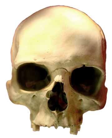Skeleton Head PNG - 2009