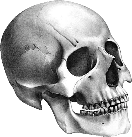 Skeleton Head PNG - 2010