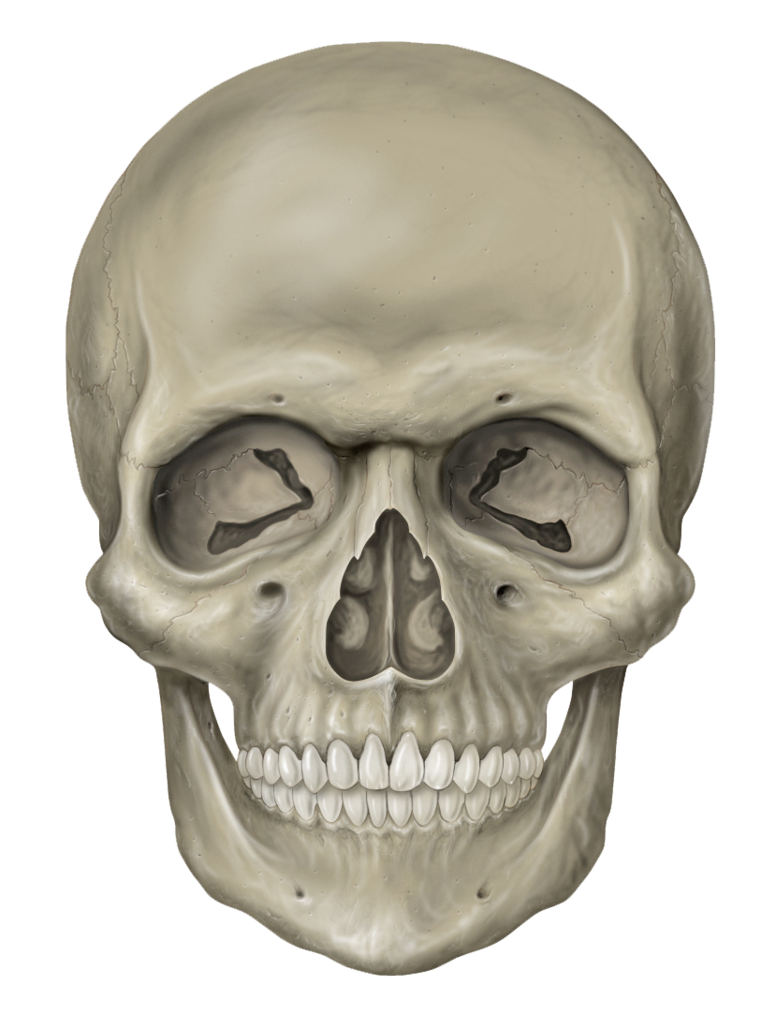 Skull PNG File