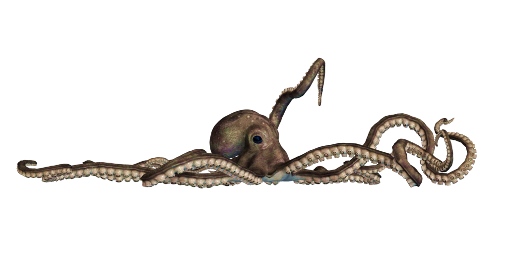 Octopus PNG - 3107