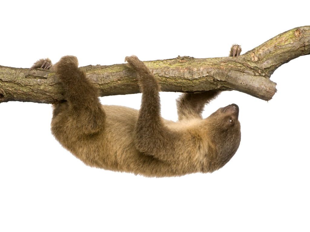 Sloth PNG - 6272