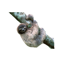 Sloth PNG - 6265