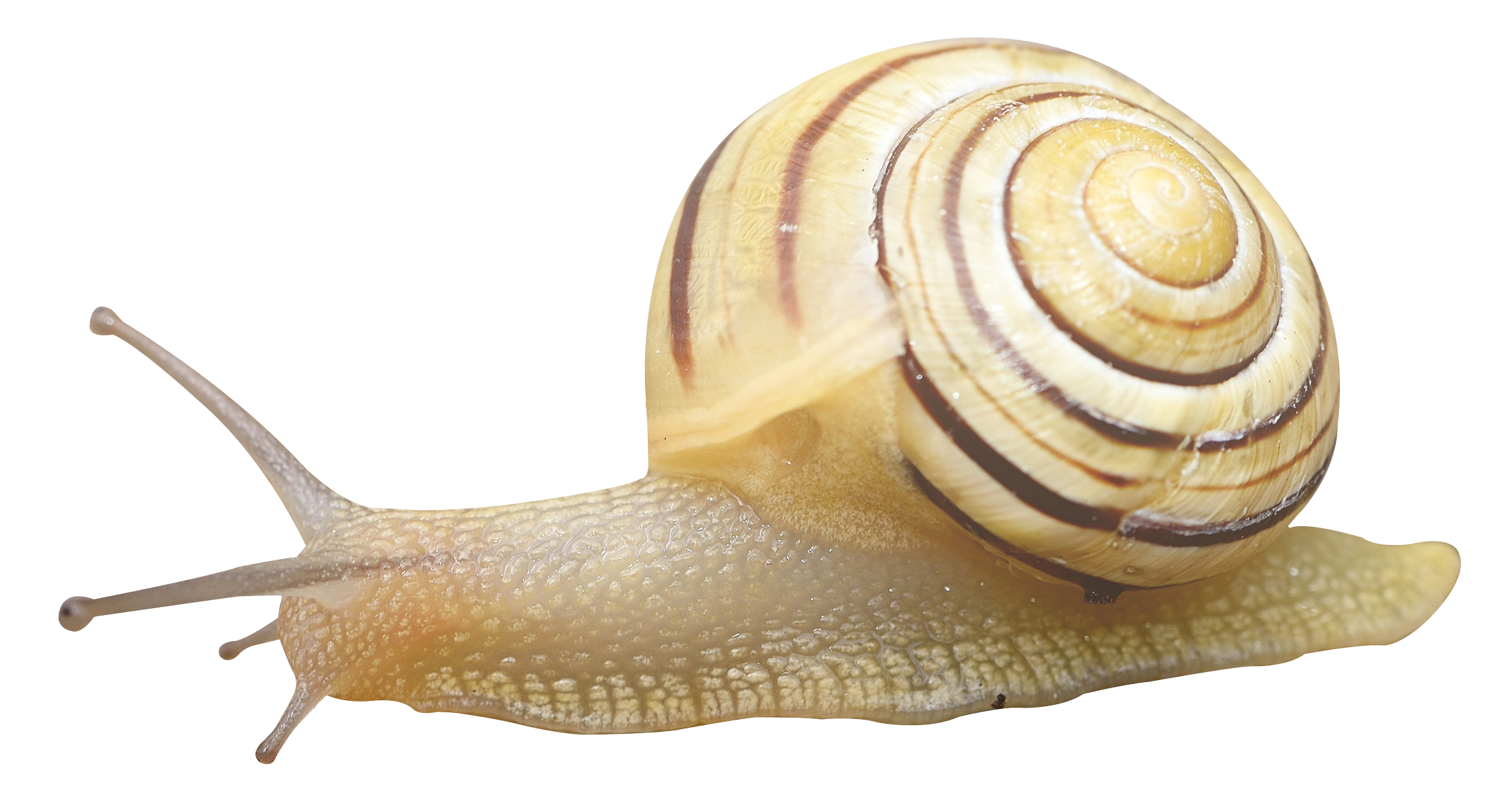 Snail HD PNG - 90446