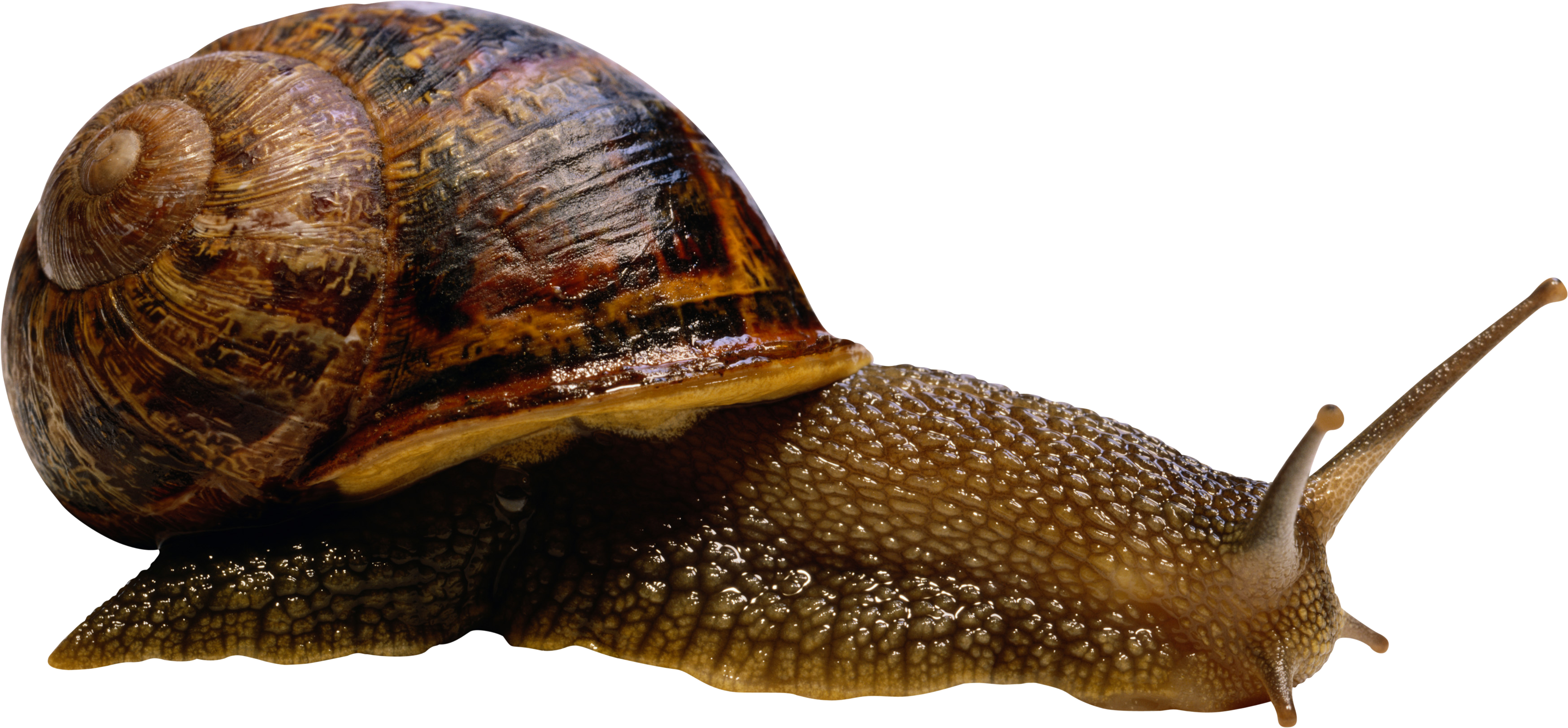 Stock Snail Shell PNG by E-Di
