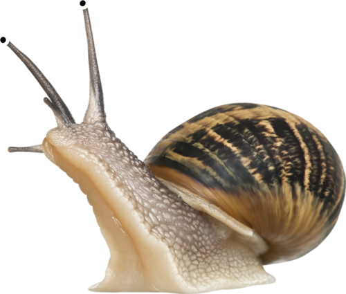 Snail HD PNG - 90440