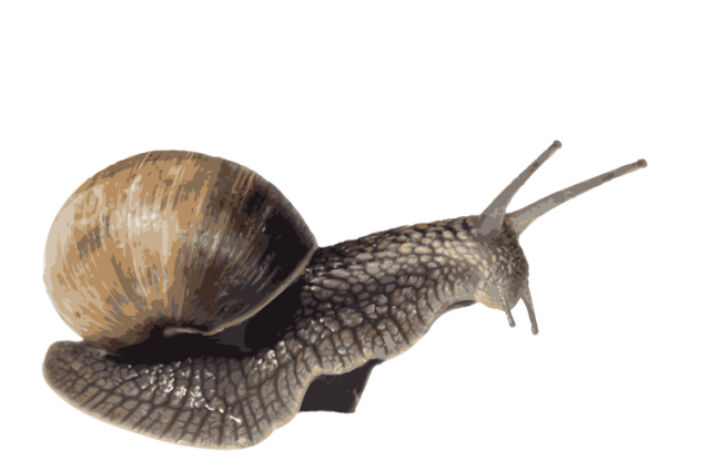 Snail HD PNG - 90443