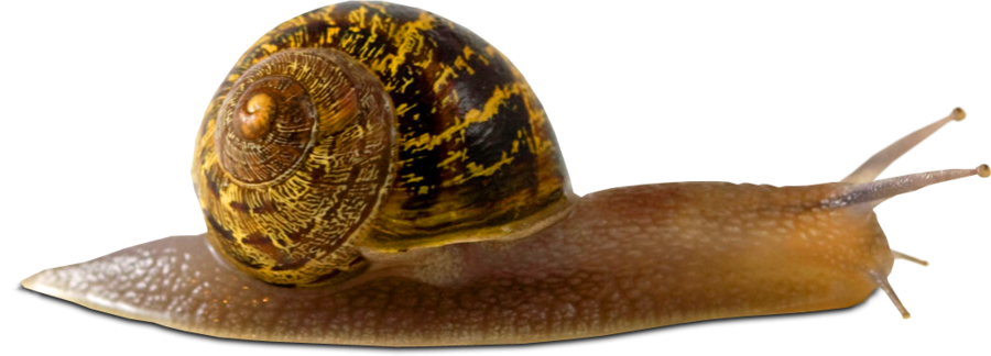 Snail PNG Transparent Image