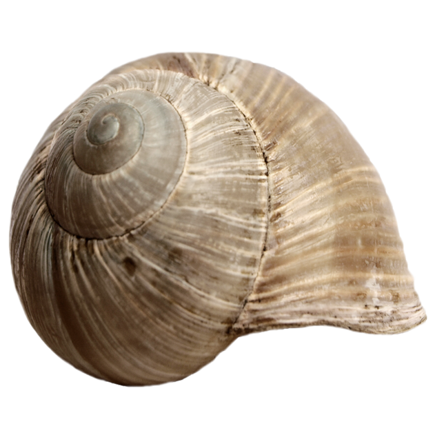 Snail HD PNG - 90445