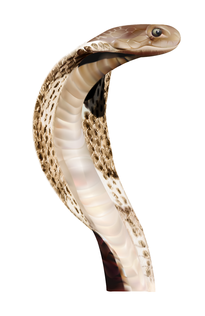 Snake HD PNG - 92998