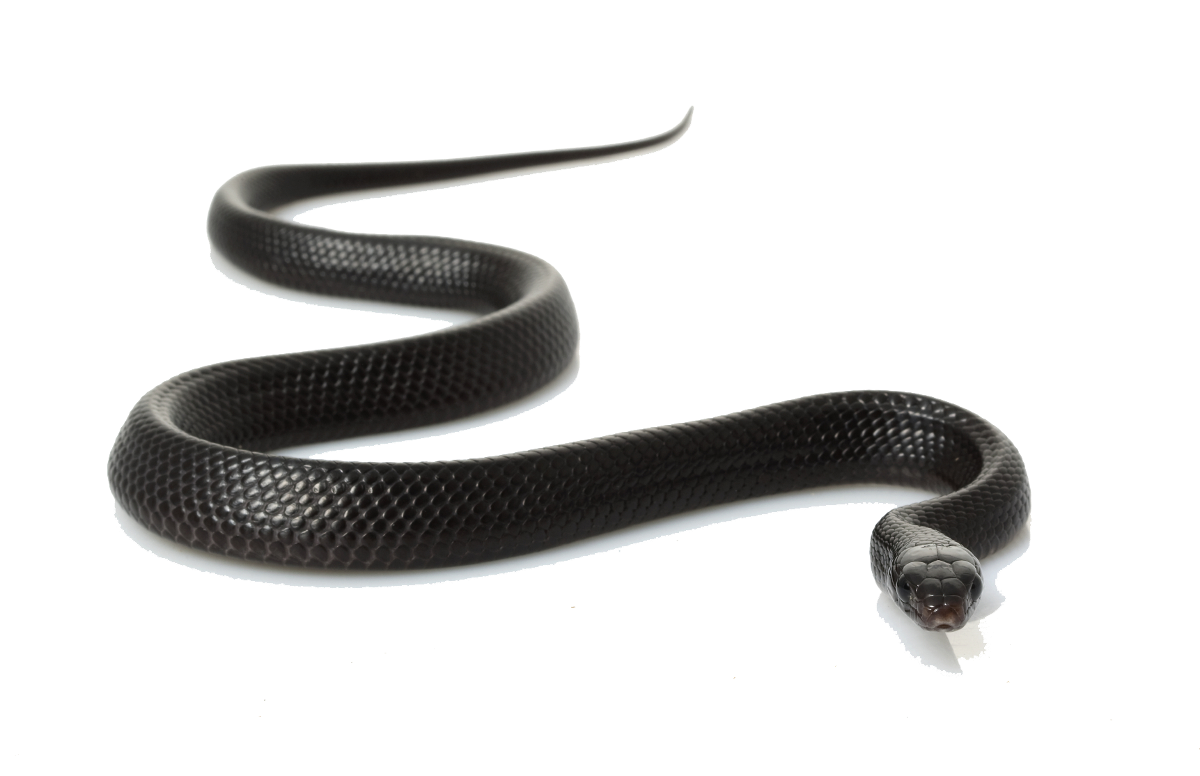 Snake PNG - 23258