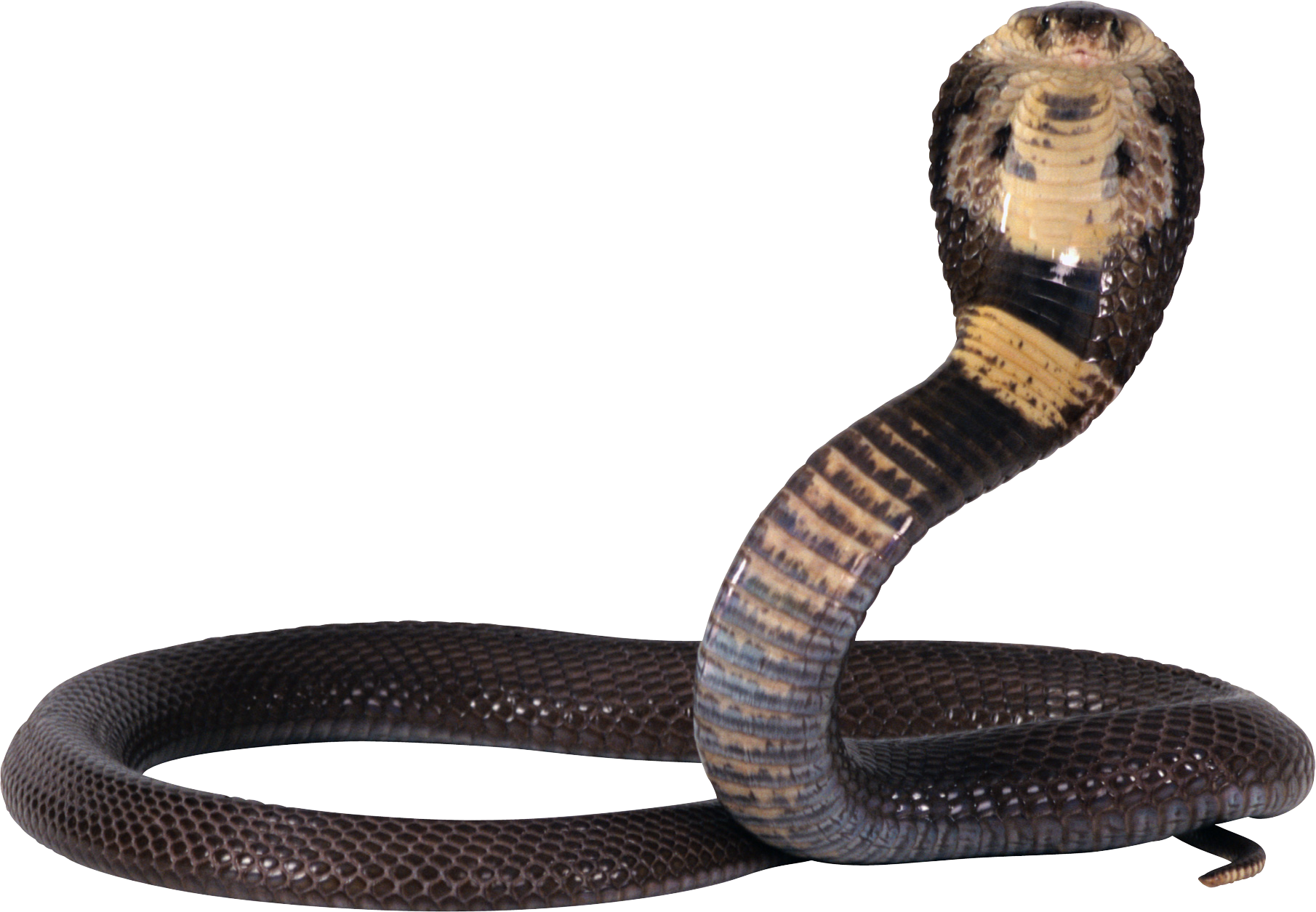 Black Snake PNG Clipart