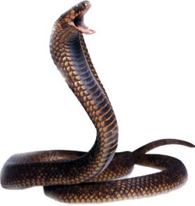 Snake PNG - 23257