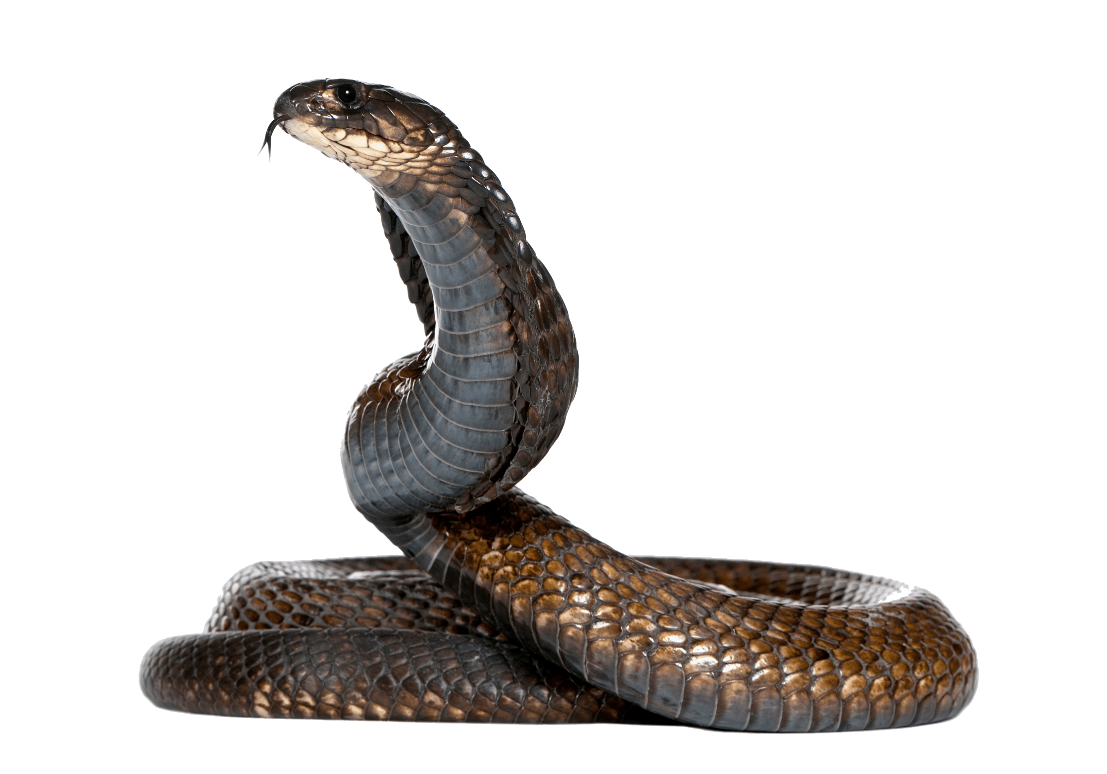 Snake Png image #3654