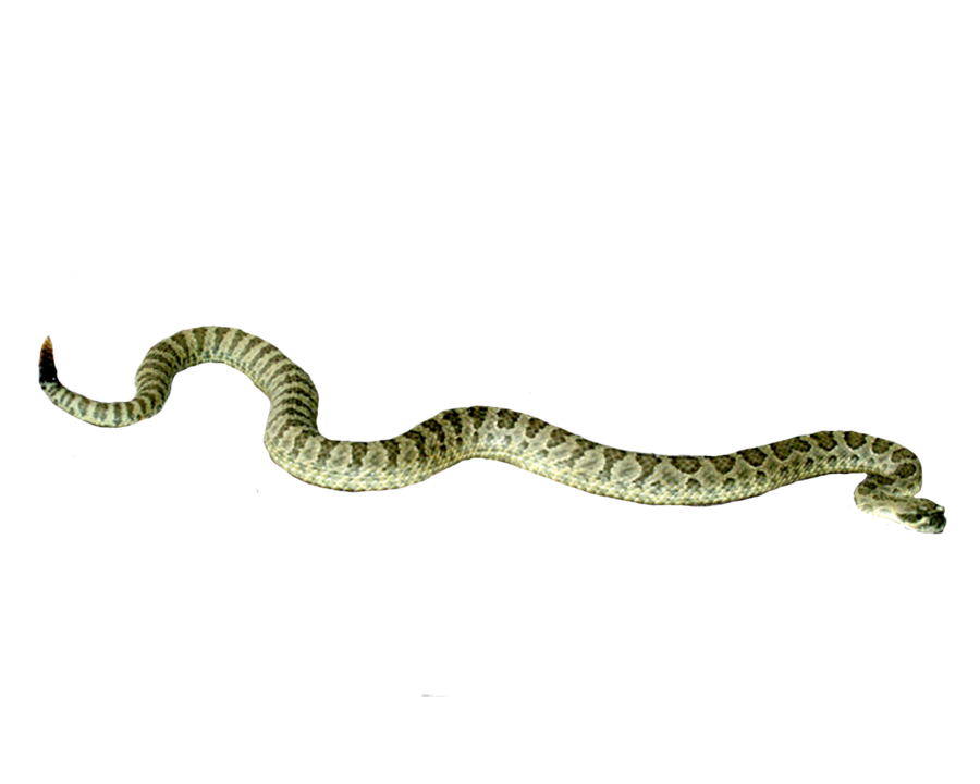 Snake PNG - 1070